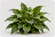 阔叶观叶植物素材占位