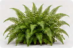 蕨类植物素材占位